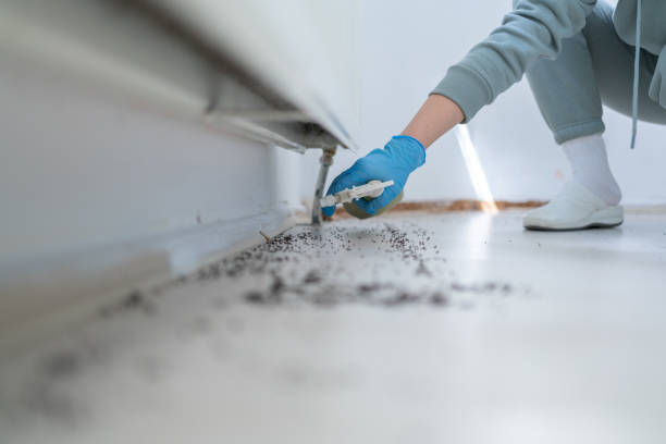 Best Bed Bug Extermination  in Royalton, IL